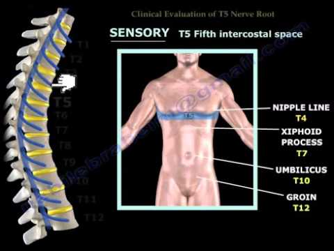 Neurological Examination Spinal Cord Part 3
