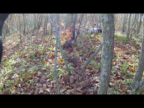 SAG NATURE srl - Beccaccia Megalomane 20-12-2017