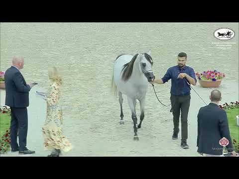 N 225 D YAZAN   Sharjah International Arabian Horse Festival 2022   Stallions 4 6 Years Old Section