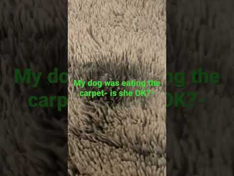 My dog was eating the carpet, not joking