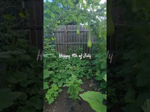 Happy 4th of July from my family to yours! #4thofjuly #freedom #summer2024 #garden #independenceday