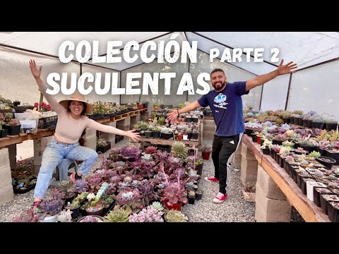 Tour colección suculentas / más de 4,000 | vivero suculento part.2