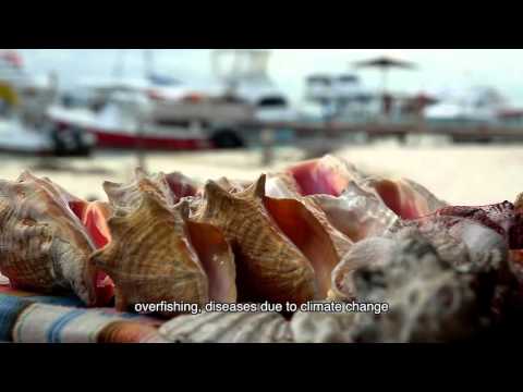 Help Local Leaders Save the Mesoamerican Reef