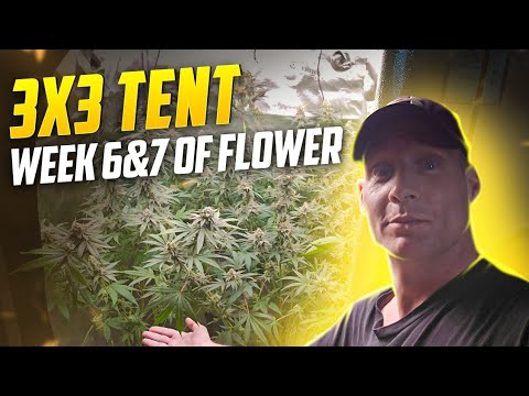 Organic Grow Guide For New Growers, Almost Time For Harvest, Spiderfarmer SE-5000 & 4 Plants