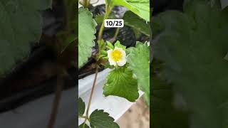 2025.10.25 出蕾と開花 #いちご #農業 #農協