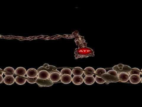 A Contração Muscular (Parte 2 de 4)