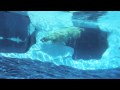Polar Bear Swimming At The Detroit Zoo Canon T2i Test