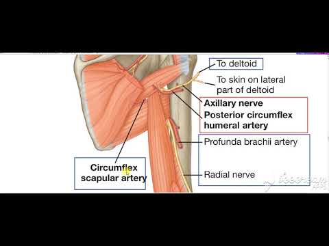 Shoulder intermuscular spaces 3