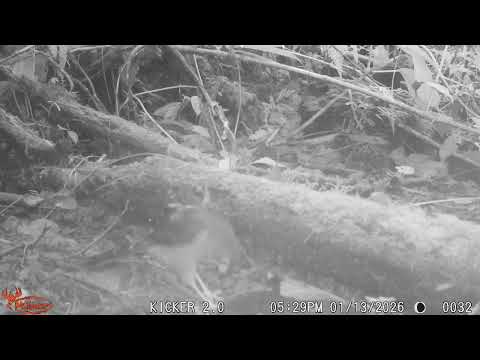 Microspizias superciliosus, Gavilancito, Azor pequeño. La Honda, El Carmen de Viboral