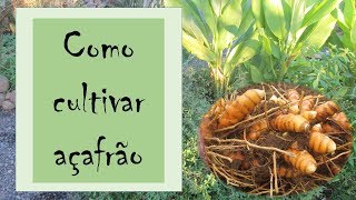 Açafrão - Parte 2: como cultivar