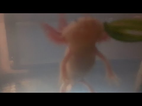 Life Of An Axolotl Swimming Chillen