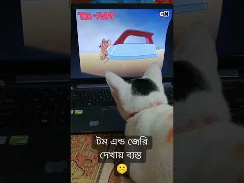 #cat #funny #love #shorts #tomandjerry #animals