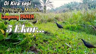 Download lagu mikat burung ruak ruak dapat banyak|| mikat burung ruak ruak pakai racik gantung mp3