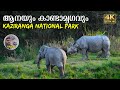 Unforgettable Experience In Kaziranga National Park Rhino Safari In Assam