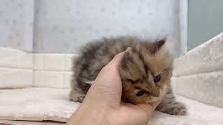 ミヌエットの動画01