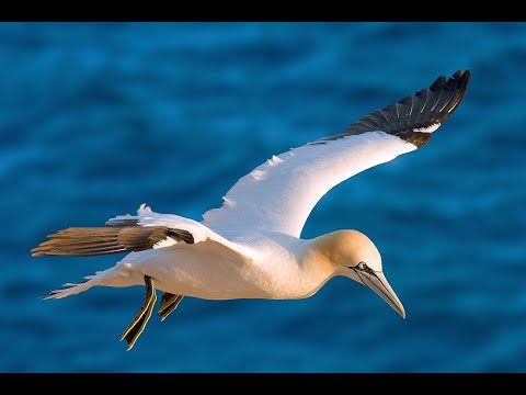 What Are Pelagic Birds?