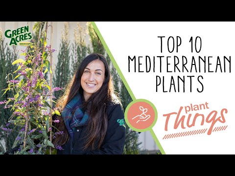 image-What are Mediterranean gardens?
