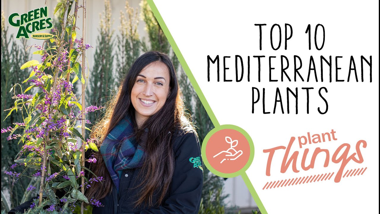 Top 10 Mediterranean Plants