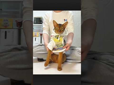 I Turned My Cat Into a Tiny Fashion Model 😹👗#trending #explorepage #shorts #pets #fyp #usa