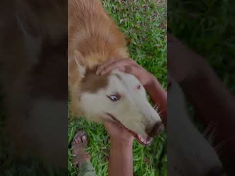 Luka & Kunjan #youtubeshorts #love #trending #dogoargentino #husky #pitbull #dog