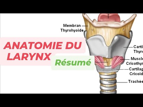 THE LARYNX (Summary)