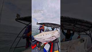 Download lagu Talang (Doublespotted Queenfish) - bersama Abang Viva mp3 Download lagu Talang (Doublespotted Queenfish) - bersama Abang Viva mp3