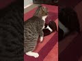 Tuxedo Fights Tabby Kitten