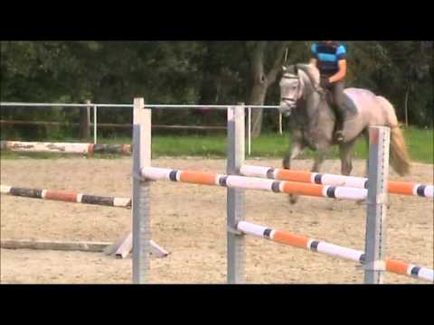 Cora 5j. Holsteiner Stute