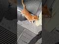 Look How The Neighbor S Cat Bima Persuades Us To Let Her Into The Entrance