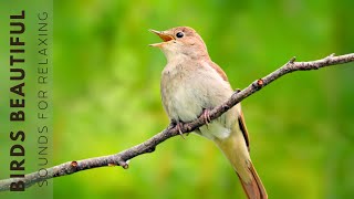 Bird Sounds - Soothing Therapy for Health and Nervous System, Deep Relaxation - Heals the Heart