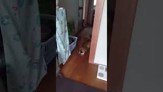 嫌いな私から距離をとる野良猫さん。 #猫 #shorts