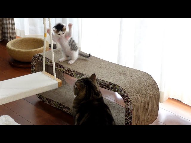 子猫にブランコのお手本を見せる猫【スコティッシュフォールド】のサムネイル画像