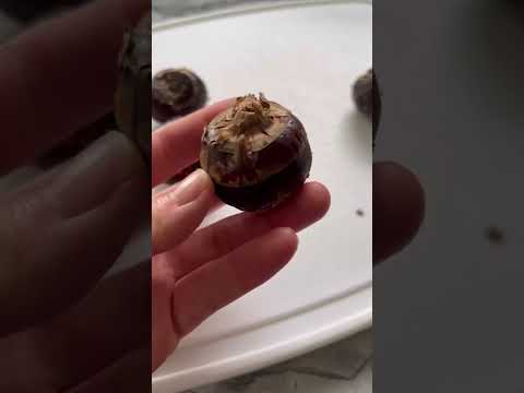 🌰 Not a Nut! Water Chestnuts | Rack of Lam #shorts