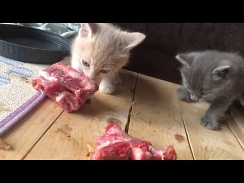 Angora Kittens Eating Raw Meat Diet. My Cats eat ... - YouTube