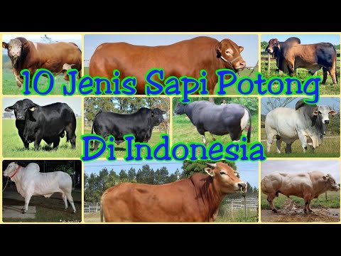, title : 'Jenis-jenis sapi potong di Indonesia'