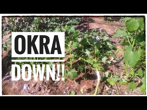 Fogyni az okra