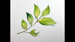 How to paint a simple leaf in Watercolors Level 1 (Easy)