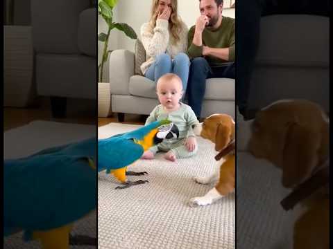 オウムと犬の吠え合い。赤ちゃんはどうしていいか分からず固まってしまう。。。#parrot #baby #cute #funny #shorts #赤ちゃん #オウム