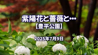 2025年7月9日 紫陽花と薔薇と・・・【豊平公園】