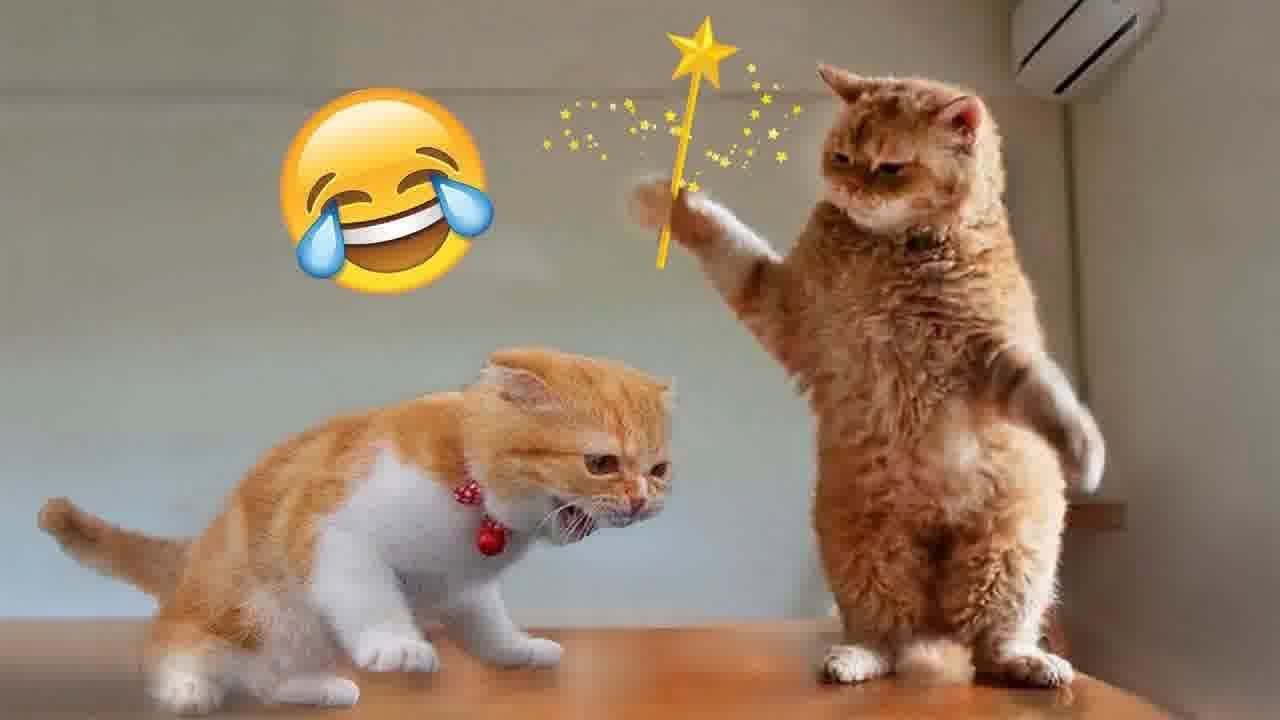 😂 Funniest Cats and Dogs Videos 🐶🐈 Funniest Catss 2024 😅