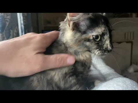 Video of adoptable pet named Rayna