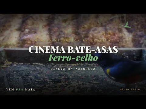 Pássaro no comedouro em close — Cinema Bate-Asas, Mata Atlântica, Santa Teresa ES
