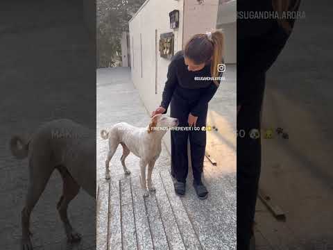 Animals ❤️ #shorts