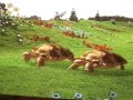 Teletubbies