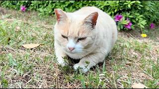 一生懸命付いて来る丸まるほんわか可愛い猫ミルクティーちゃん