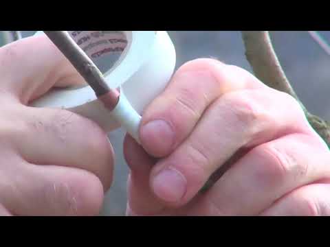 Kalemljenje voća - Koje voćke mogu zajedno?