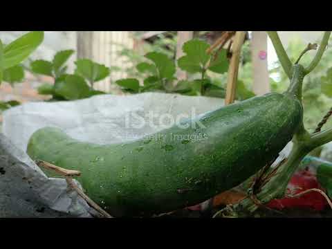 Secrets to Growing Amazing Cucumbers: Tips for a Bountiful Harvest!
