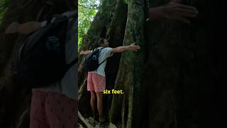 The Giant Tree at Fortuna Waterfall You Have to See to Believe! 🇳🇮