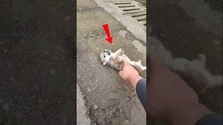 He Was Crying Alone on the Road… Then She Changed His Life Forever 🥺🐶 #rescue #shorts