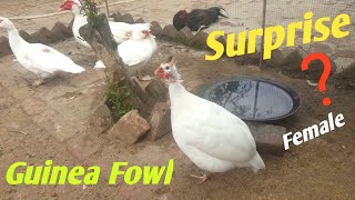 Finally Guinea Fowl Ki Female Lay Aye 😍